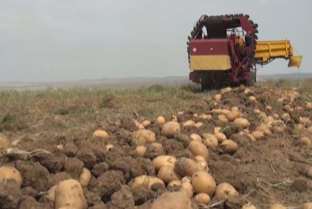 Bu il kartofda bol məhsuldarlıq gözlənilir