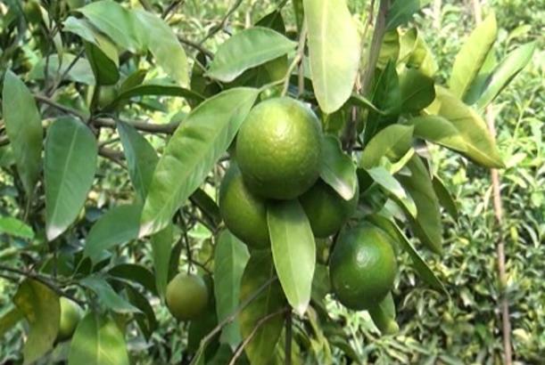 Lənkəranlı fermerlər məhsuldarlıqdan narazıdırlar