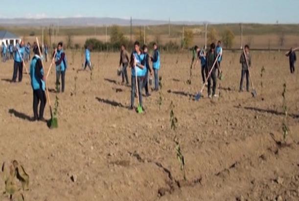 Tovuz və Ağstafada aztəminatlı ailələr üçün meyvə bağları salınıb