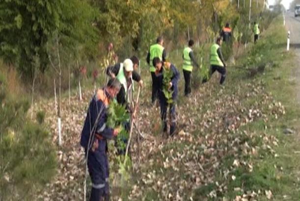 Yol kənarlarında yaşıllıq sahələri genişləndirilir