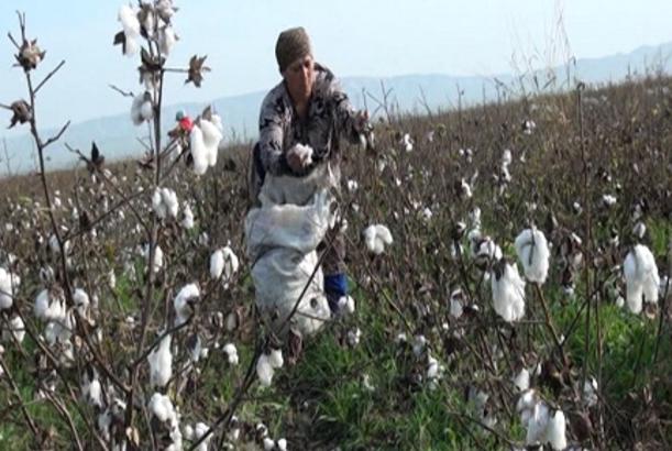 Pambıq yığımı davam edir