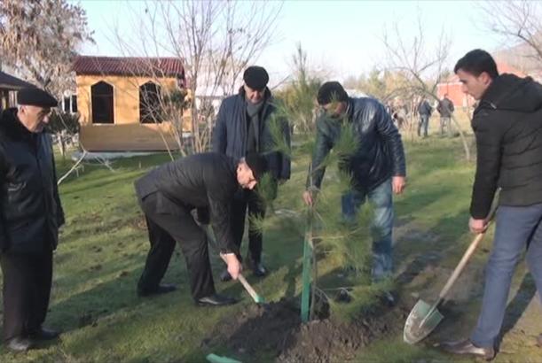 Şəkidə “Hərəyə bir ağac əkək”