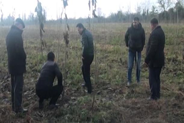 Qaxda çinli mütəxəssislər ting əkinində iştirak edib