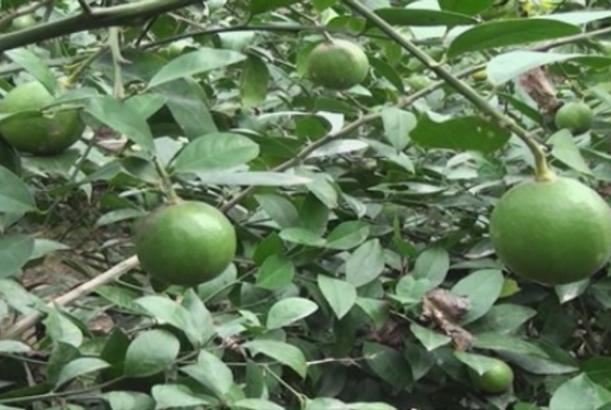 Lənkəranda yeni limon sortu yetişdirilib