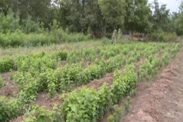 Hacıkənd meşələrində meyvə ağaclarının sayı artırılır