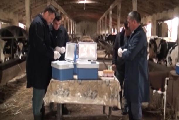 Göyçayda heyvanlar arasında xəstəliklərə qarşı vaksinasiya aparılır