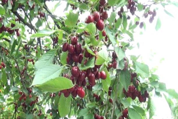 Bağbanlar qiymət ucuzluğundan narazıdır