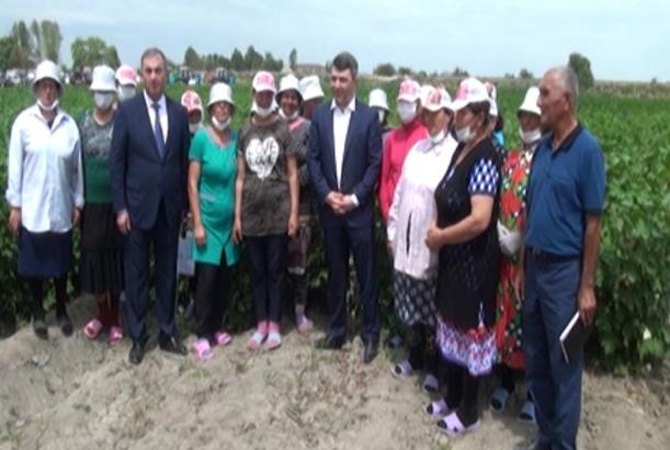 Kənd təsərrüfatı naziri pambıq yığımından danışdı