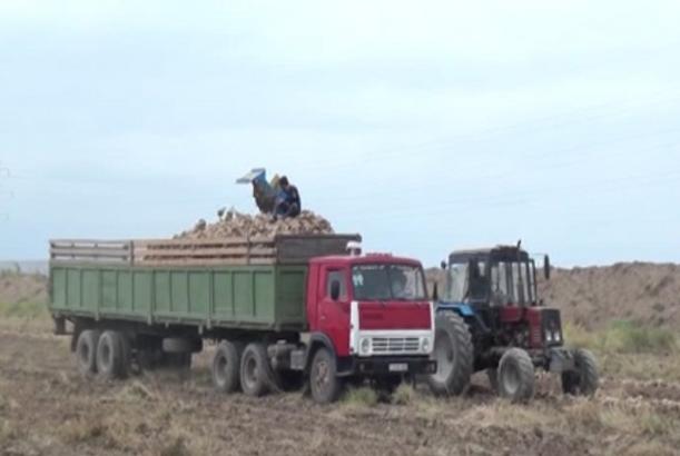 Cocuq Mərcanlıda bu il 500 tondan çox şəkər çuğunduru yığılması gözlənilir