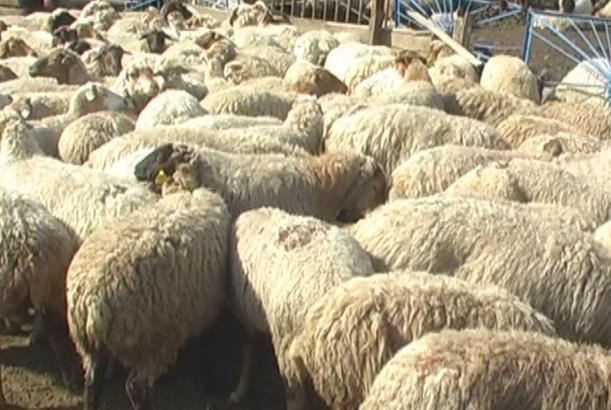 Yeni dövlət proqramı heyvandarlığın inkişafını sürətləndirəcək