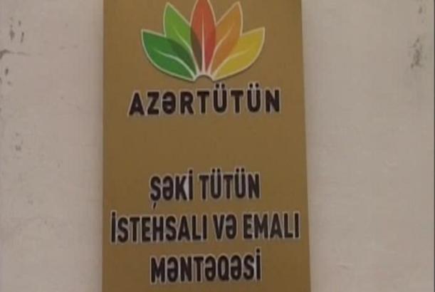 Şəkidə tütün istehsalı artıb