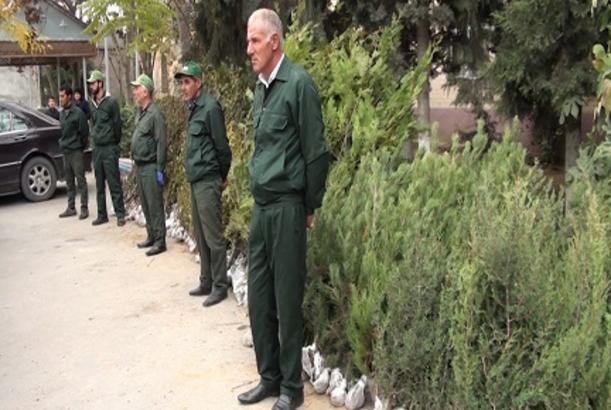 Ölkə üzrə 120 minə yaxın pulsuz ağac tingi paylanılıb - AKSİYA