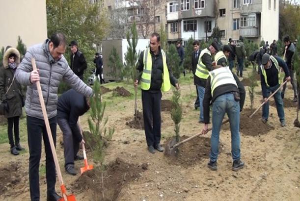 Payız ağacəkmə kampaniyası davam edir