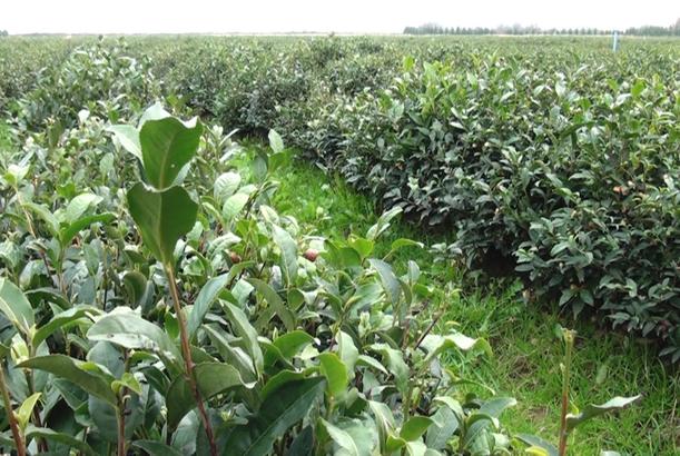 Astaradakı çay emal müəsissəsi istehsalı artırır