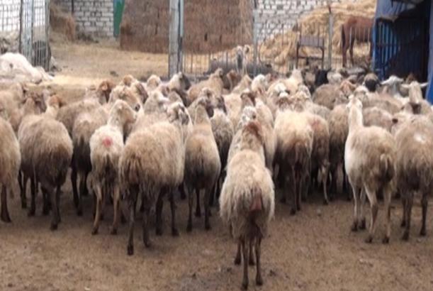 Tovuzda heyvanlarda təhlükəli xəstəliklərə qarşı hansı tədbirlər görülür?