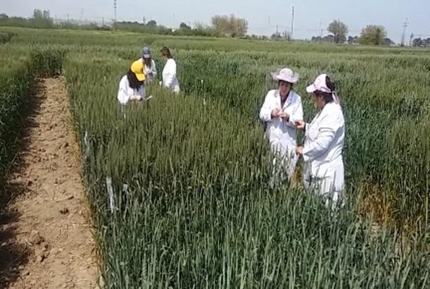 Geni dəyişdirilmiş məhsullara alternativ - YERLİ TOXUMLAR
