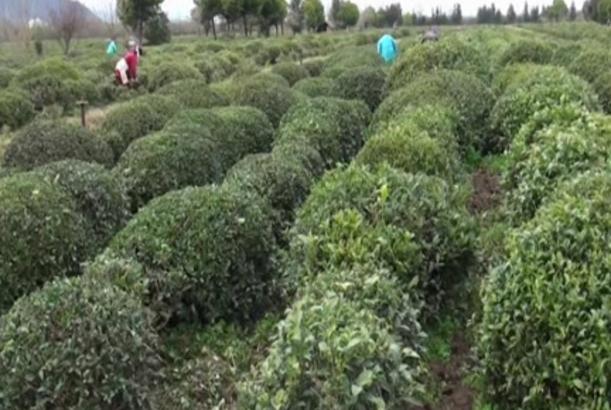 Lənkəranda yeni çay sortları əldə olunub