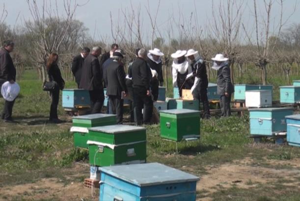 Arıçılığın inkişafı ilə bağlı elmi təcrübələr aparılır
