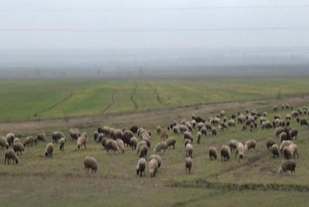 Ağstafanın sahibsiz qalmış qoyunçuluq təsərrüfatı