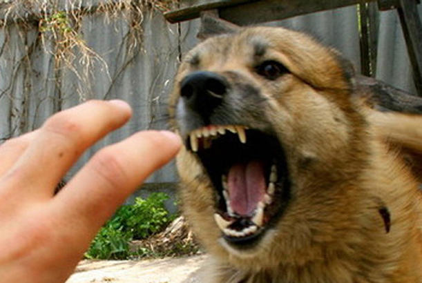 Bərdədə quduz it təhlükəsi