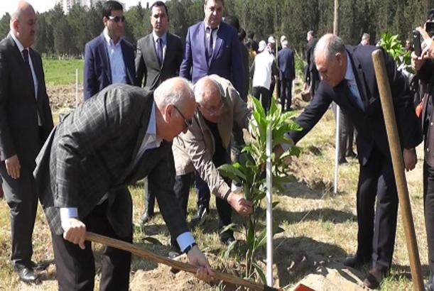 Sumqayıt şəhərində jurnalistlər ağac əkdi