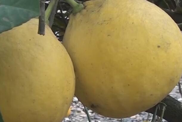 Özbəkistandan yeni limon sortu gətirilib