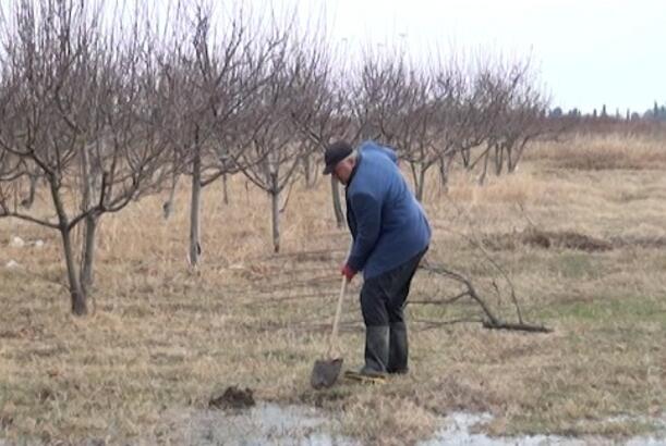 Qışın mülayim keçməsi aqrar sahəyə necə təsir göstərir?