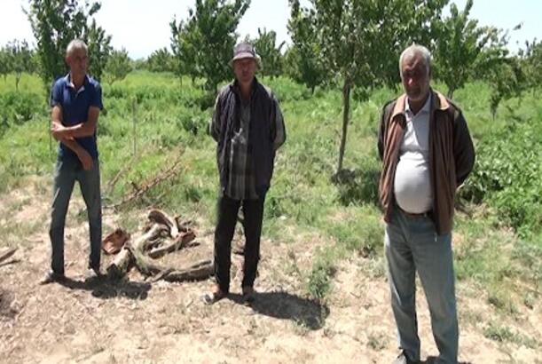 Samux sakinləri torpaq sahələrini əkə bilmirlər