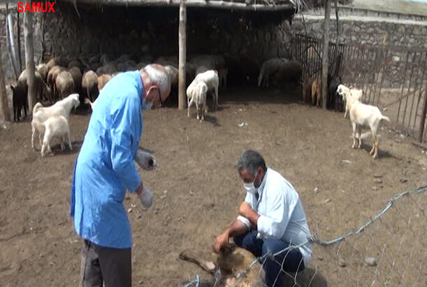 Samuxda heyvanlar arasında peyvəndləmə aparılır