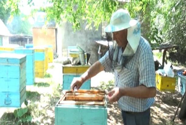 Ağstafada arıçılıq inkişaf edir