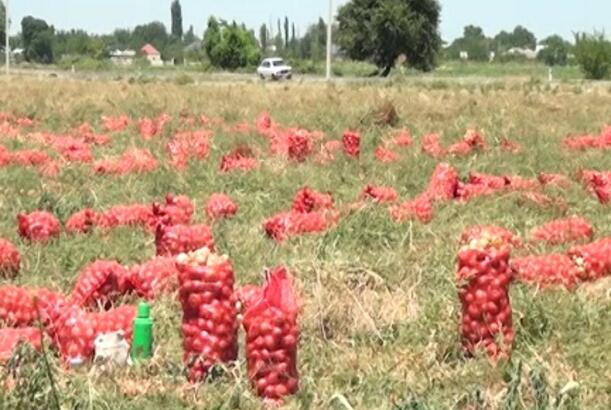 Soğanın qiyməti ucuzlaşıb