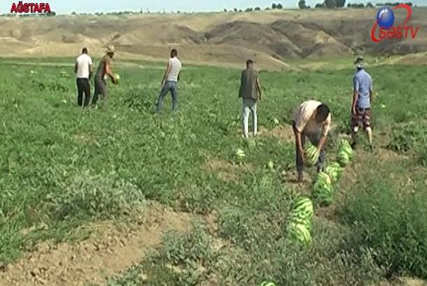 Ağstafalı fermerlər məhsuldarlıqdan razıdır, qiymətlər isə...