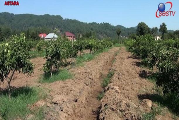 Astaralı fermerlər çıxılmaz vəziyyətə düşüb