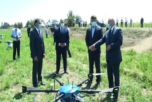 Azərbaycanda ilk dəfə qarğıdalı sahələri dronlar vasitəsilə dərmanlanıb