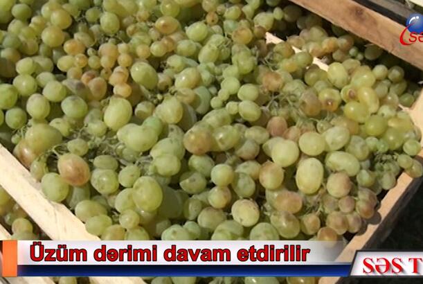 Üzüm almaq istəyənlərin nəzərinə - Tovuz
