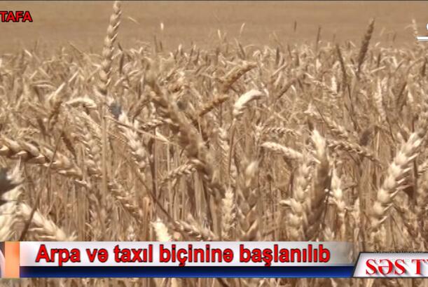 Ağstafada özəl kombaynlar istifadə edilir