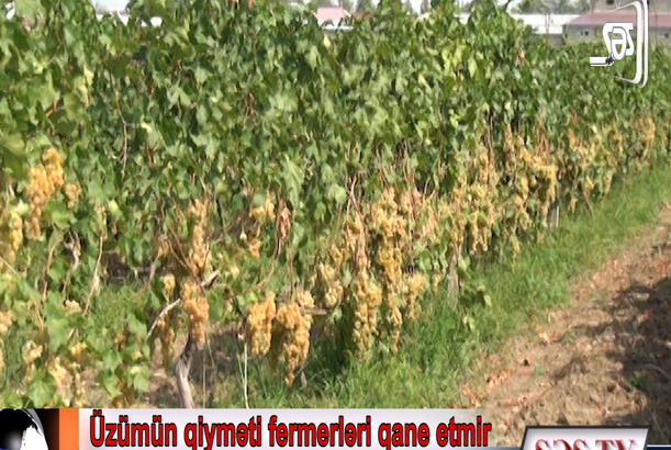Üzümün qiyməti fermerləri qane etmir