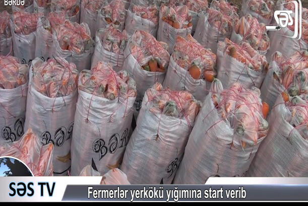 Bərdəli fermerlər yerkökü yığımına başlayıb