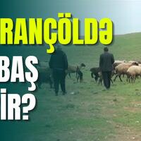 Ceyrançöl qoyunçuluq təsərrüfatında nə baş verir?