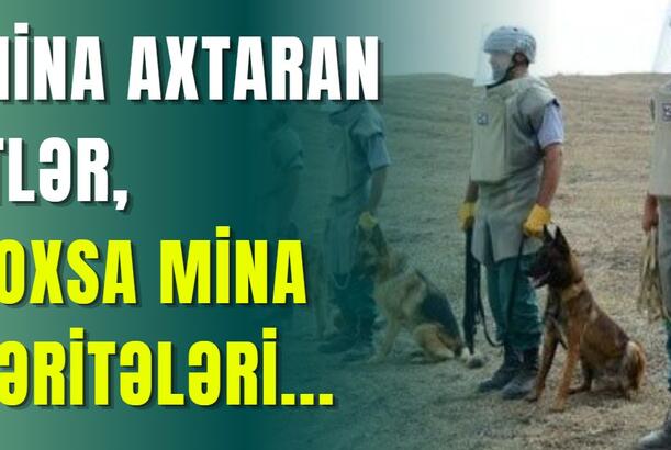 Mina axtaran itlər, yoxsa mina xəritələri...