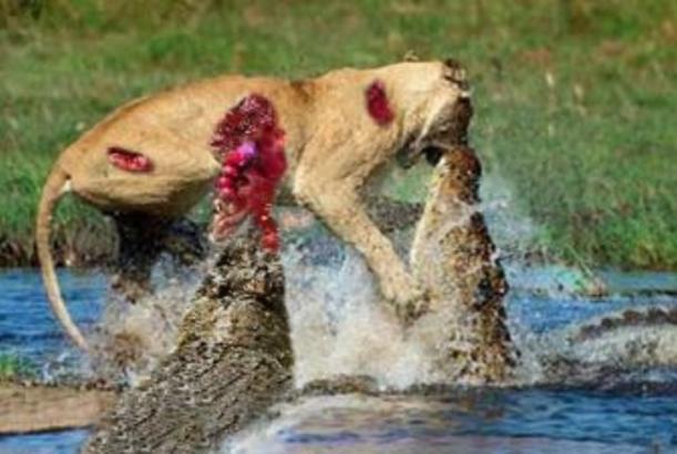 Heyvanların fərqli mübarizəsi ŞƏRHSİZ