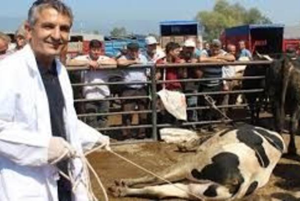 Qurbanlıq heyvanlara əziyyət verməyin
