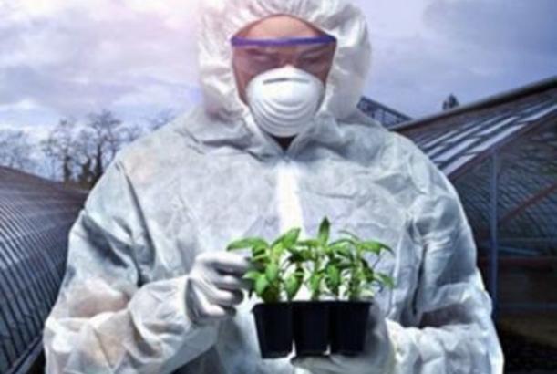 GMO məhsulları - insanların və təbiətin fəlakəti
