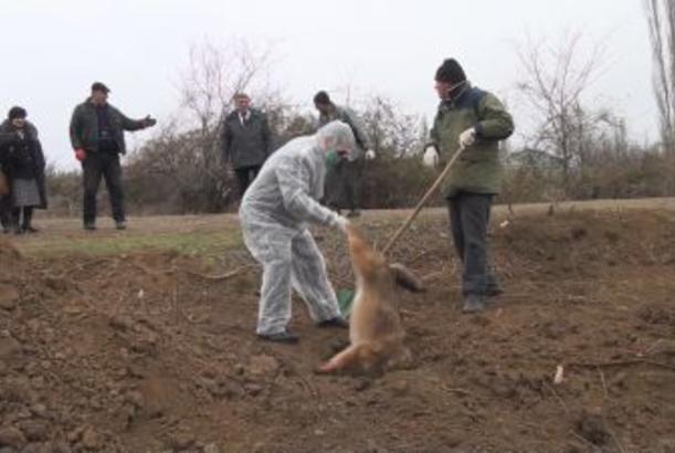 Goranboyda çaqqallar kəndə hücum edib