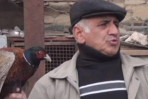 Naftalanda qırqovul təsərrüfatı yaradılıb