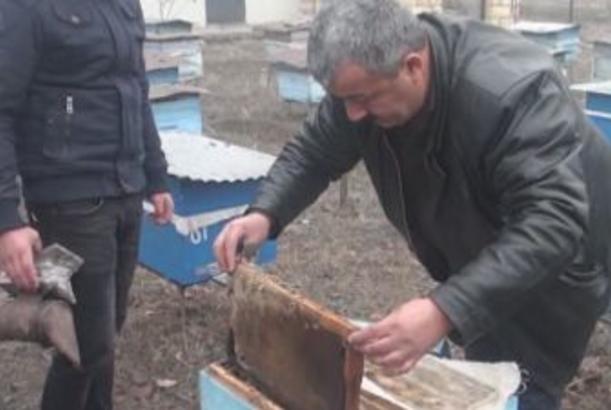 Qaxlı arıçılar və problemləri